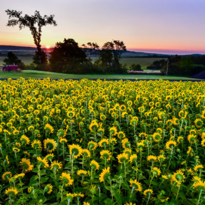 Field of Sunflowers with Elm Tree and sunsetting in background
